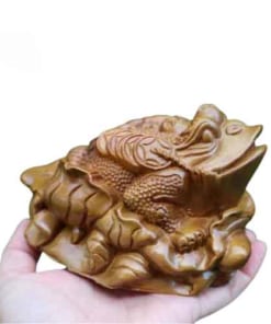 cóc gỗ bách xanh